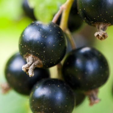 Black Currant Tea 8 oz. - Loose Leaf